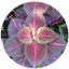 Amaranthus Tricolor Extract