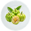 Garcinia Combogia